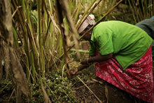 Load image into Gallery viewer, Cardamom (7mm )