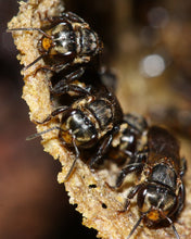 Load image into Gallery viewer, Original Stingless Bee honey ( Natural Cheruthen ) From Kerala - 200g