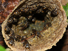 Load image into Gallery viewer, Original Stingless Bee honey ( Natural Cheruthen ) From Kerala - 200g