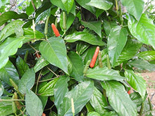 Load image into Gallery viewer, Long Pepper
